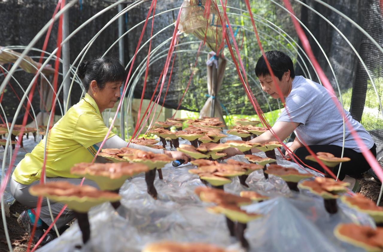 生态灵芝采收季节忙不停歇