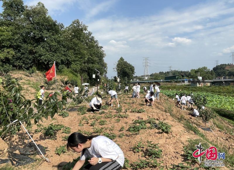 屏山县首届中小学生劳动技能大赛，技能之光，启航未来之路