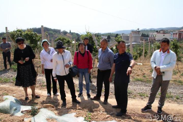 曲靖马龙，电助种植助力盘活地方经济