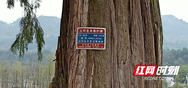 张家界慈利县金慈街道，守护古树名木，坚守绿色家园的情怀