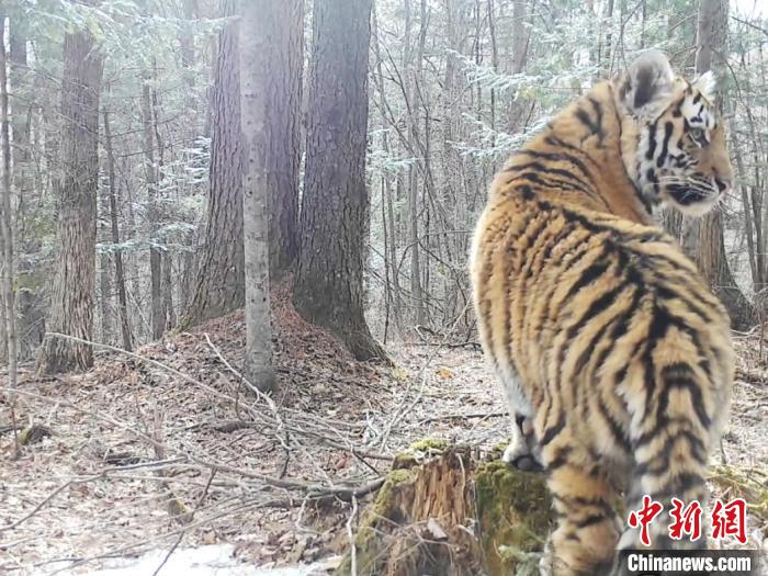 吉林挖机师傅偶遇老虎巡山，惊险与幸运的瞬间