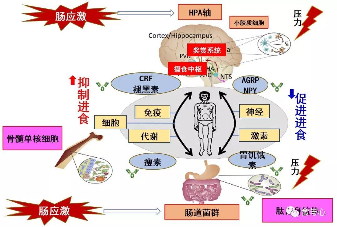 肠道病毒与食物成瘾关联研究揭秘