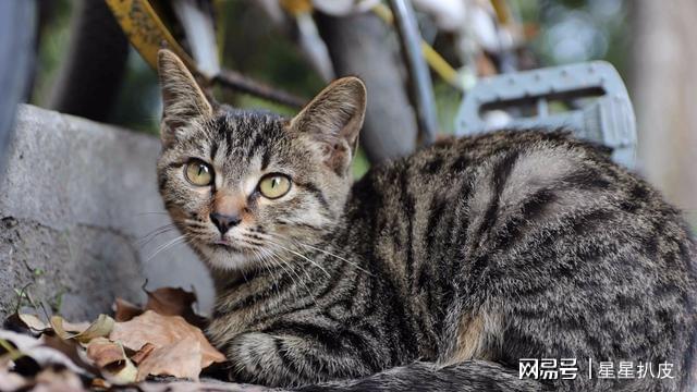 狸花猫智商揭秘，猫科智慧新视角探究