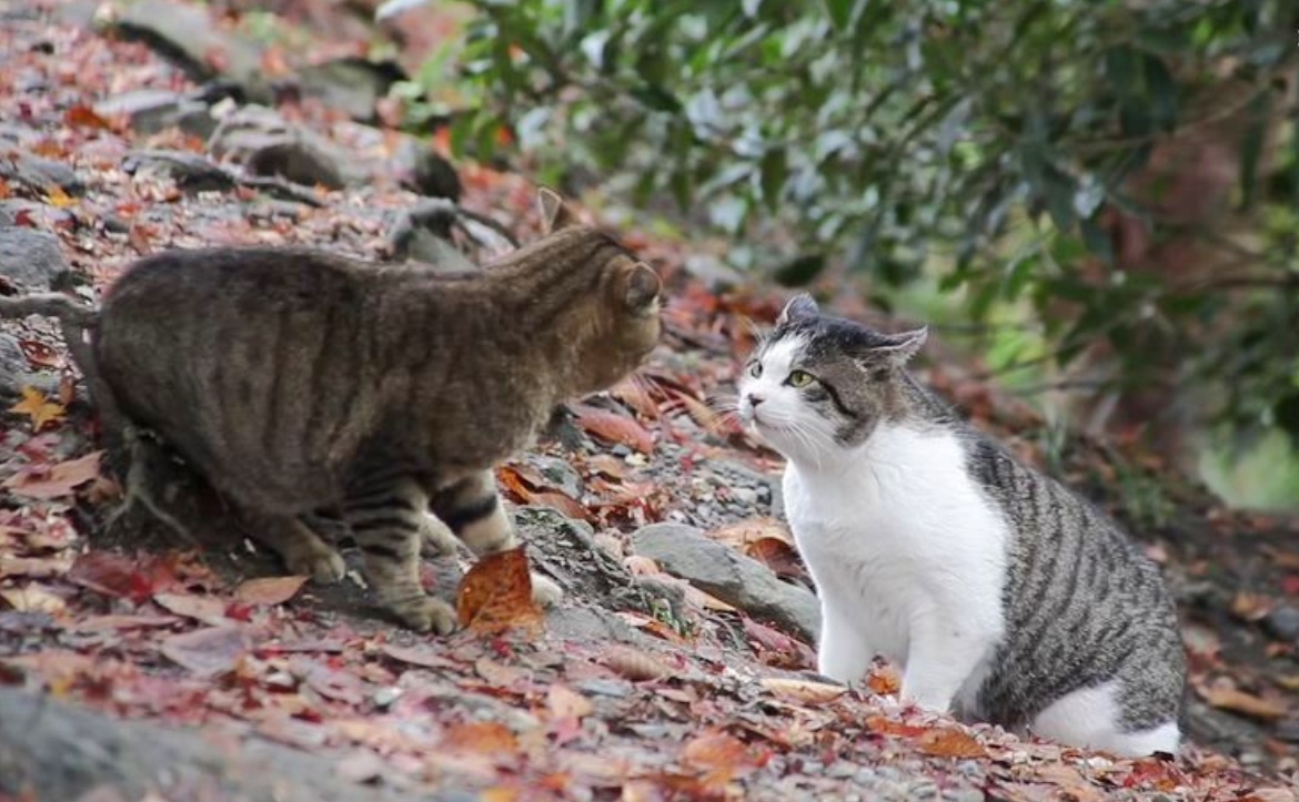 狸花猫打架威猛程度深度解析，探究其独特优势与厉害之处