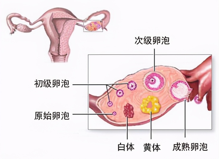 夫妻玩闹引发黄体破裂事件，警示与反思