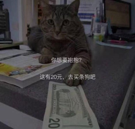 多地猫领养纠纷频发，免费领养背后的猫贷陷阱与防范策略