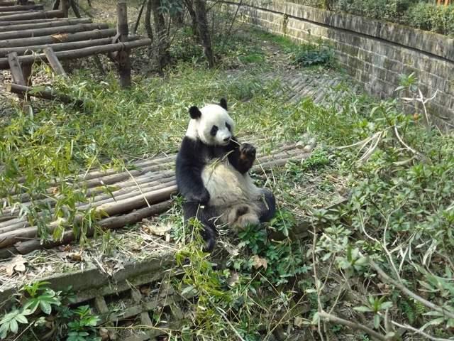 大熊猫遭虐待事件真相揭秘，造谣者面临法律制裁