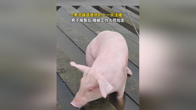 男子年会获赠巨型活猪，独特奖励与传统庆祝的完美结合