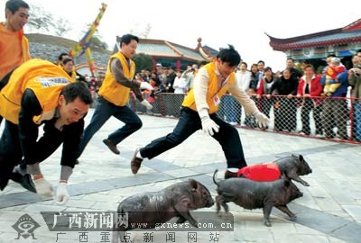 男子意外成猪骑士，荒诞故事引人深思